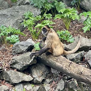 Black-handed spider monkey (Ateles geoffroyi)