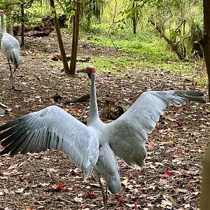 Brolga (Antigone rubicunda)
