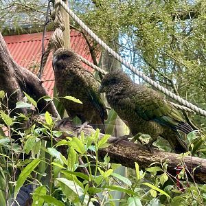 Kea (Nestor notabilis)