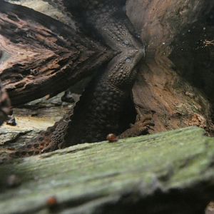 Bornean earless monitor