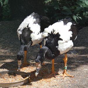 Magpie geese