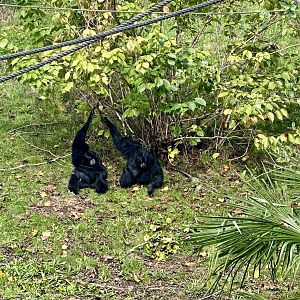 Siamang (Itam and Peggy)