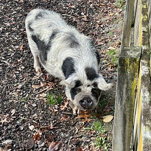 Kunekune (Sus domesticus)