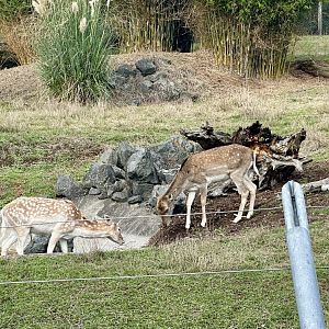 Fallow Deer (Dama dama)