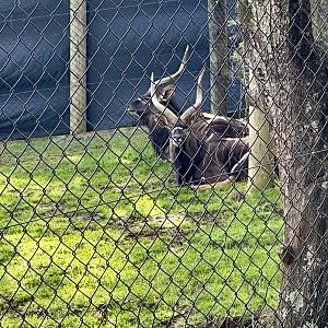 Lowland nyala (Tragelaphus angasii)