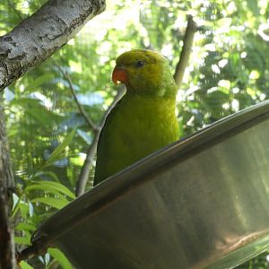 Olive-headed lorikeet