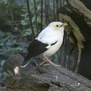 Black-winged mynah