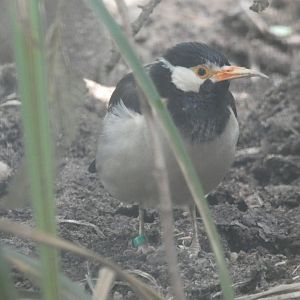 Asian pied starling