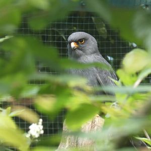 Red-footed falcon