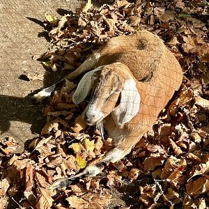 Anglo-Nubian goat (Capra aegagrus hircus)