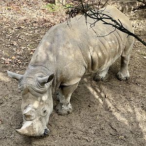 Southern white rhinoceros (Ceratotherium simum simum)