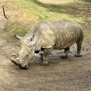 Southern white rhinoceros (Ceratotherium simum simum)
