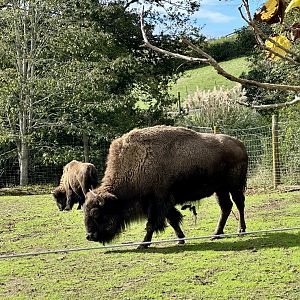 North American bison (Bison bison)