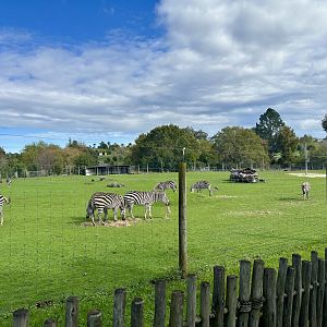 Plains Zebra (Entire Herd)