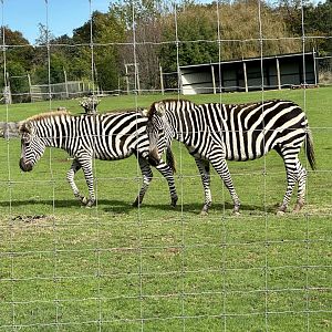 Grant’s zebra (Equus quagga boehmi)