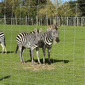Plains zebra (Equus quagga)