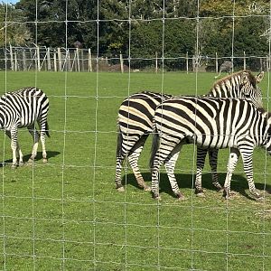 Plains zebra (Equus quagga)