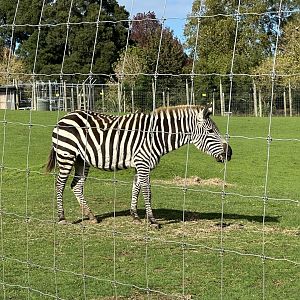 Plains zebra (Equus quagga)