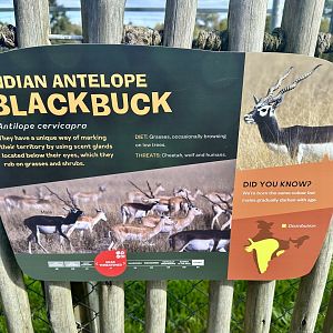 Indian Antelope Signage