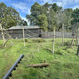 Common Chimpanzee Exhibit