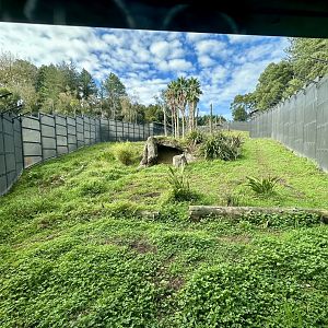Common Chimpanzee Exhibit