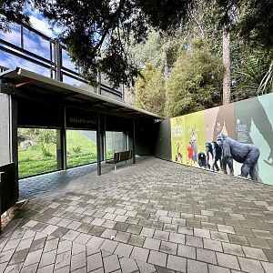 Common Chimpanzee Viewing Window