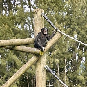 Chiku (Common Chimpanzee)