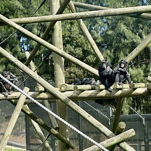 Luka and Chiku (Common Chimpanzee)