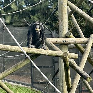 Luka (Common Chimpanzee)