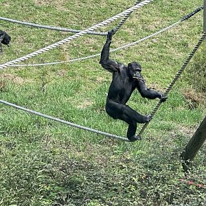 Lucifer (Common Chimpanzee)