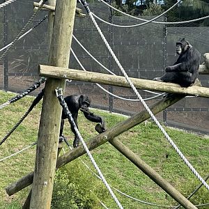 Luka and Lucifer (Common Chimpanzee)