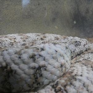 South-western speckled rattlesnake