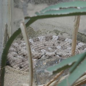 Sonoran desert sidewinder