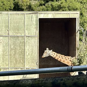 Giraffe House/Masamba