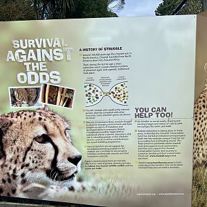 Cheetah Signage (Genetic Bottleneck)