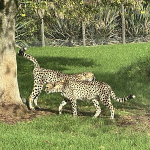 Cheetah Scent Marking