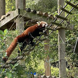 Nepalese red panda (Ailurus fulgens fulgens)