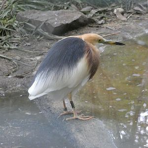 Javan pond heron