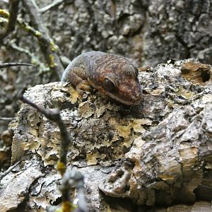 Ocellated velvet gecko