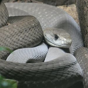 Black mamba