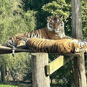 Kirana (Sumatran Tiger)