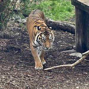 Kirana (Sumatran Tiger)