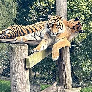 Andalas (16 Months Old)