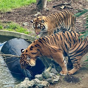 Sumatran Tiger Cubs (16 Months Old)