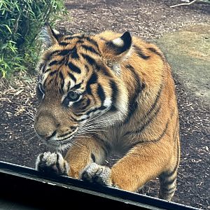 Mayang (16 Months Old)