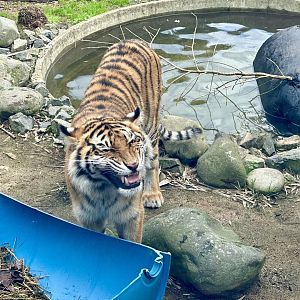 Andalas (Flehmen Response)