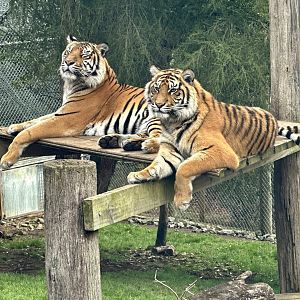 Kirana and Andalas (Sumatran Tiger)