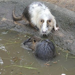 Coypu
