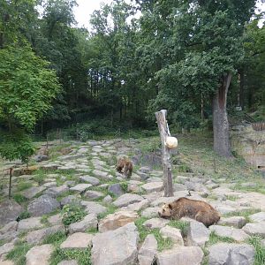 Brown bear enclosure