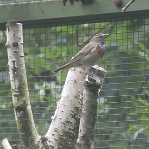 White-spotted bluethroat